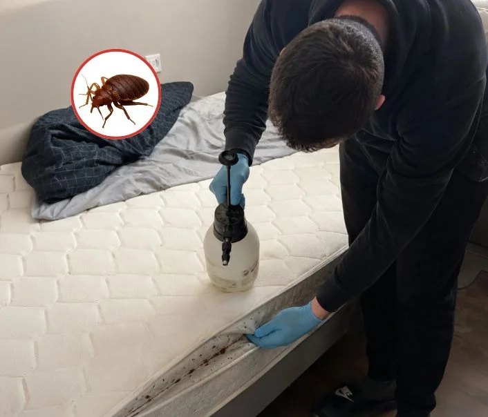 Technicien traitant un matelas contre les punaises de lit à Champagne-sur-Oise